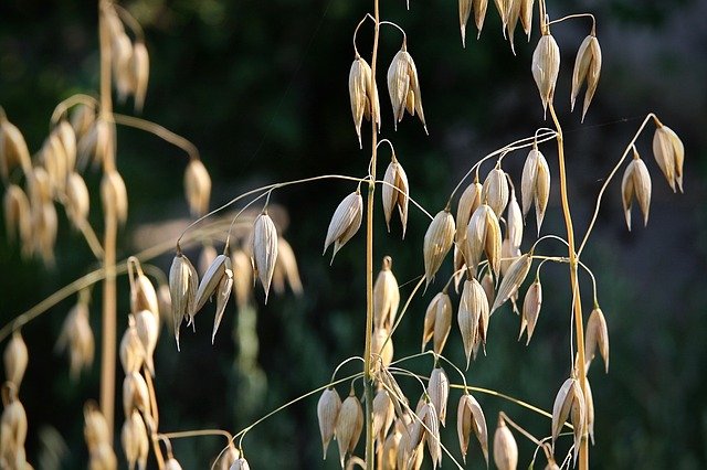 oats-3783831_640